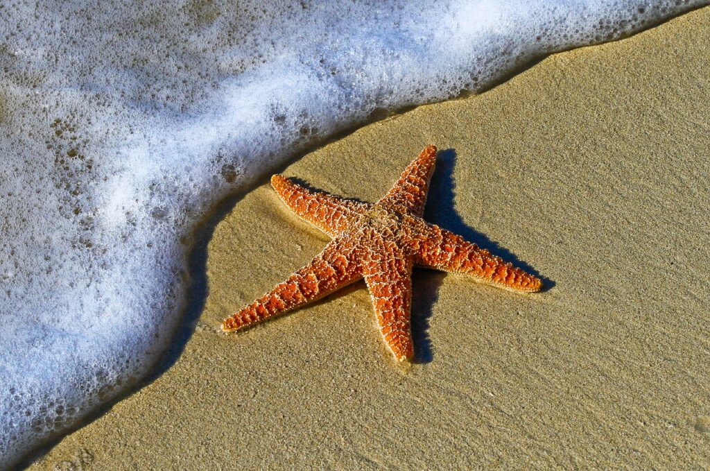 starfish, sand, sea star-1851289.jpg
